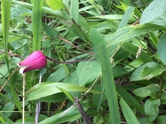 Clematis glaucophylla