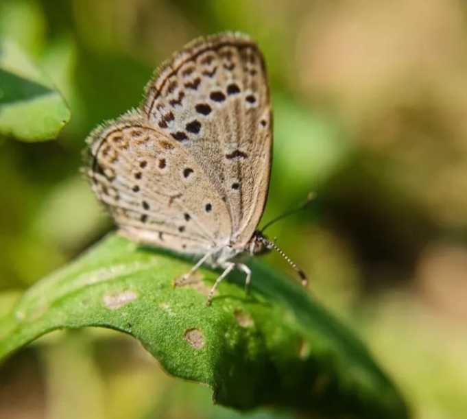 Pale Grass Blue