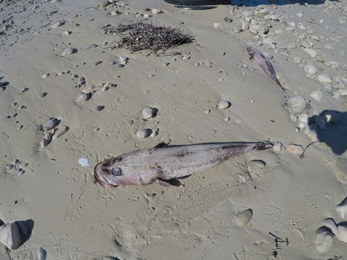 Longhead flathead (Leviprora inops) — Platycephalidae — 3