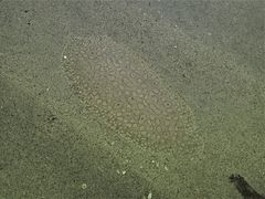 Pardachirus pavoninus