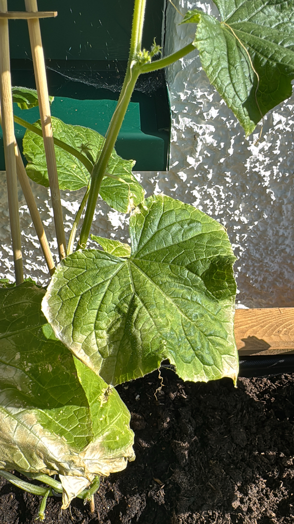 Cucumis sativus