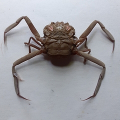 Dorippoides facchino