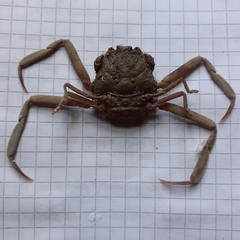 Dorippoides facchino