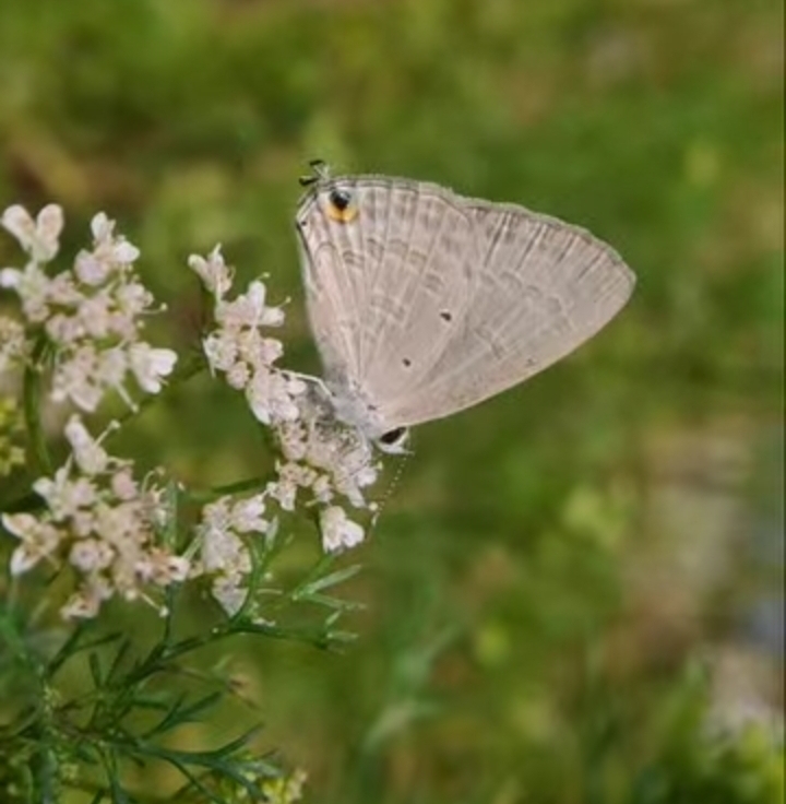 Forget-Me-Not