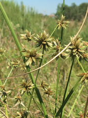 Cyperus elegans
