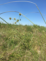 Cyperus elegans