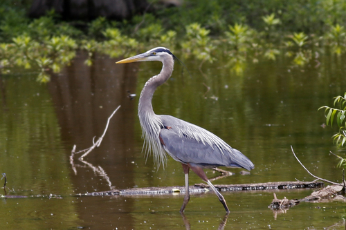 Great Blue Heron photographed in Pennsylvania