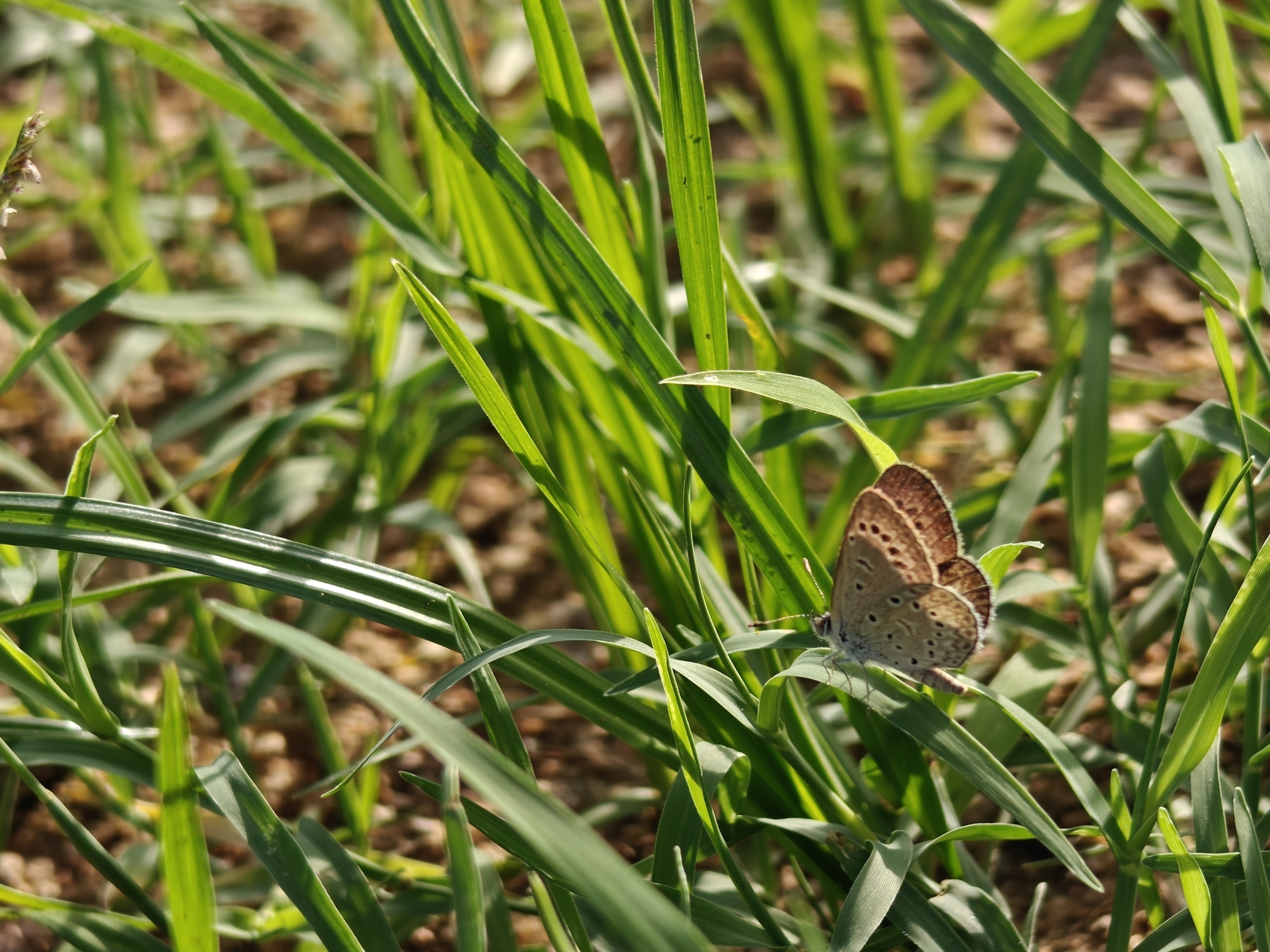 Dark Grass Blue