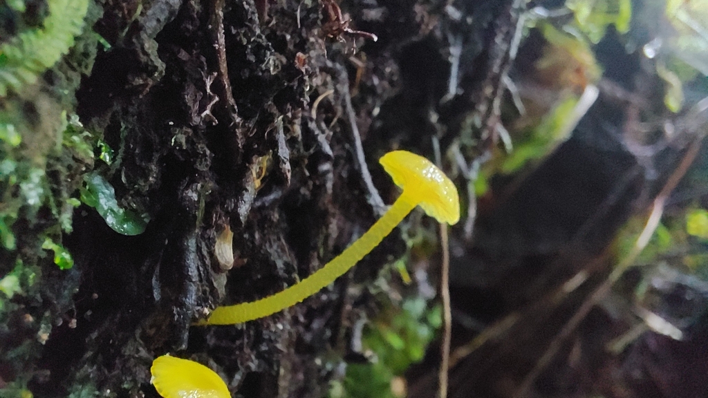 Gloioxanthomyces chromolimoneus · June 2025 · photo: © tassietravelsblog (iNaturalist, cc0)