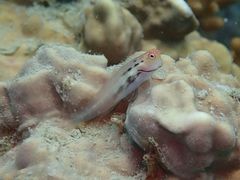 Ecsenius yaeyamaensis