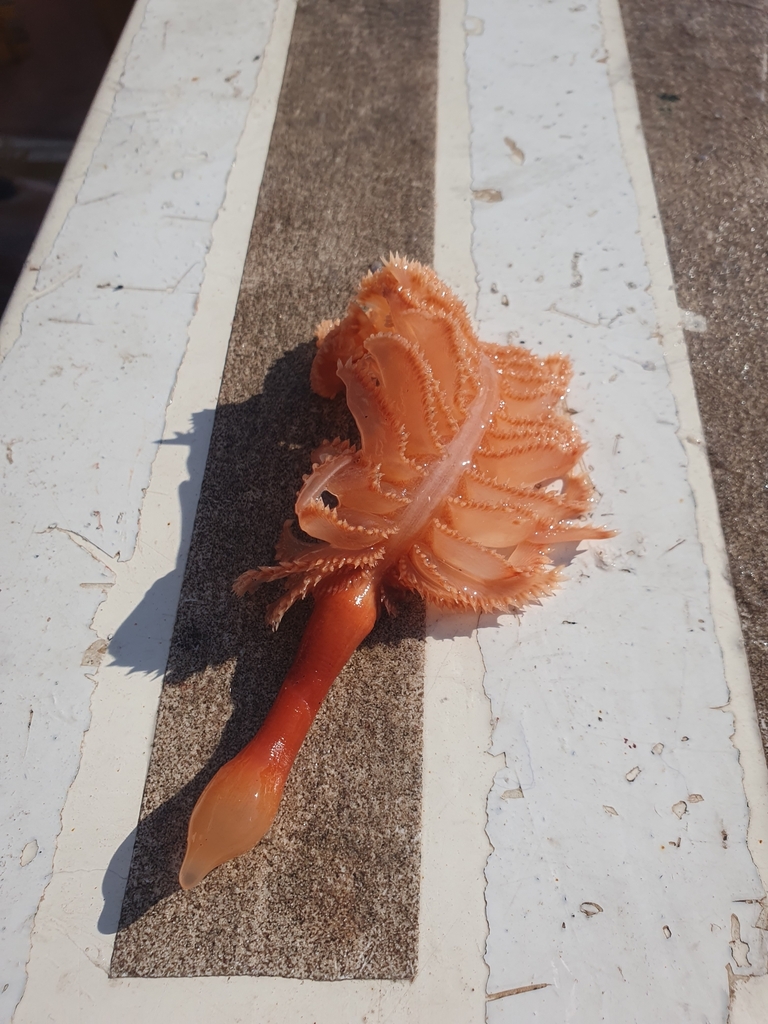 dark-red sea-pen