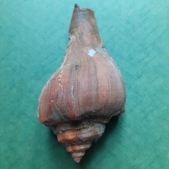 Volegalea cochlidium