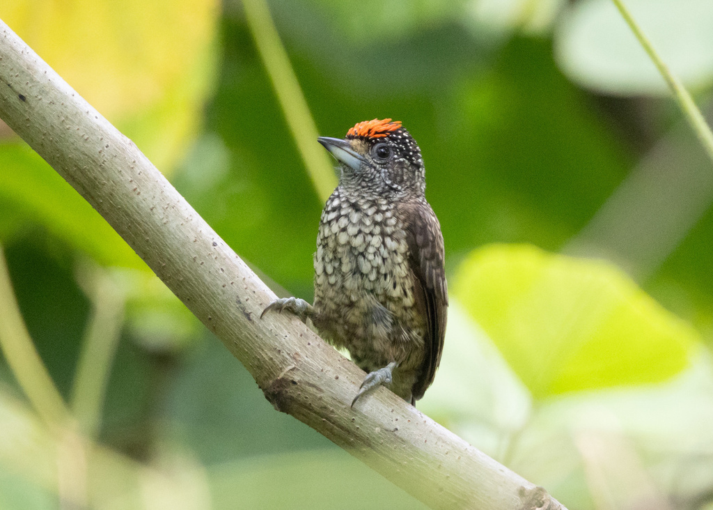 Arrowhead Piculet