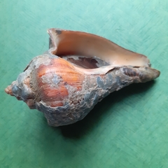 Volegalea cochlidium