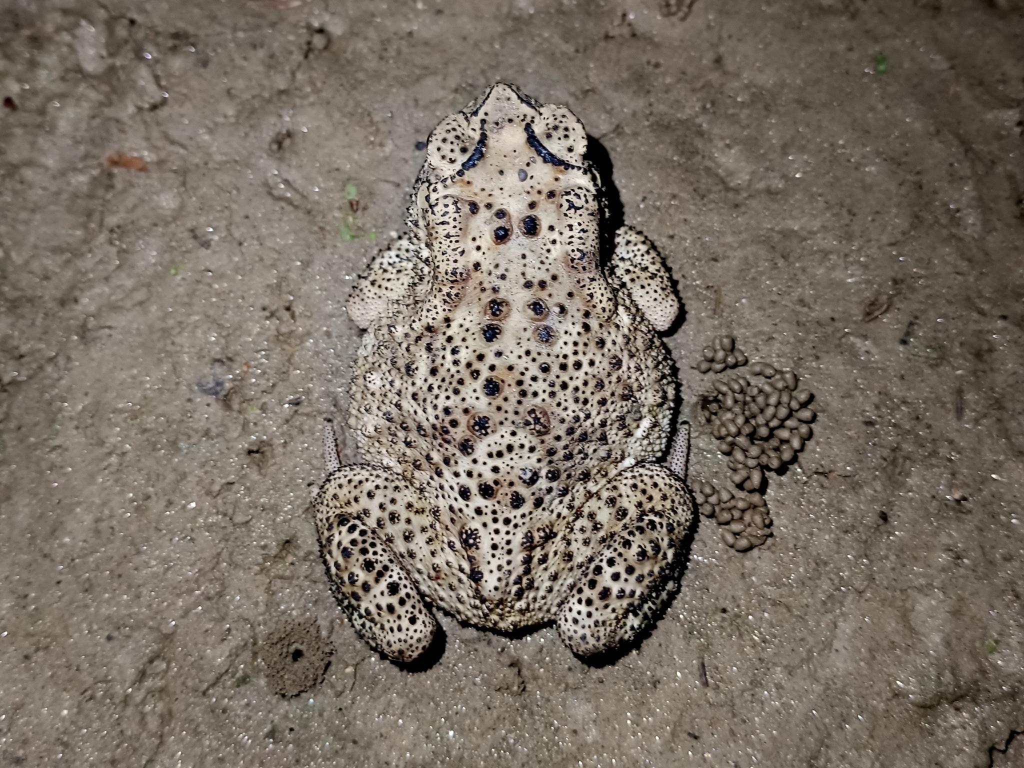 Indian Common True Toad
