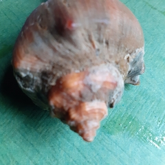 Volegalea cochlidium