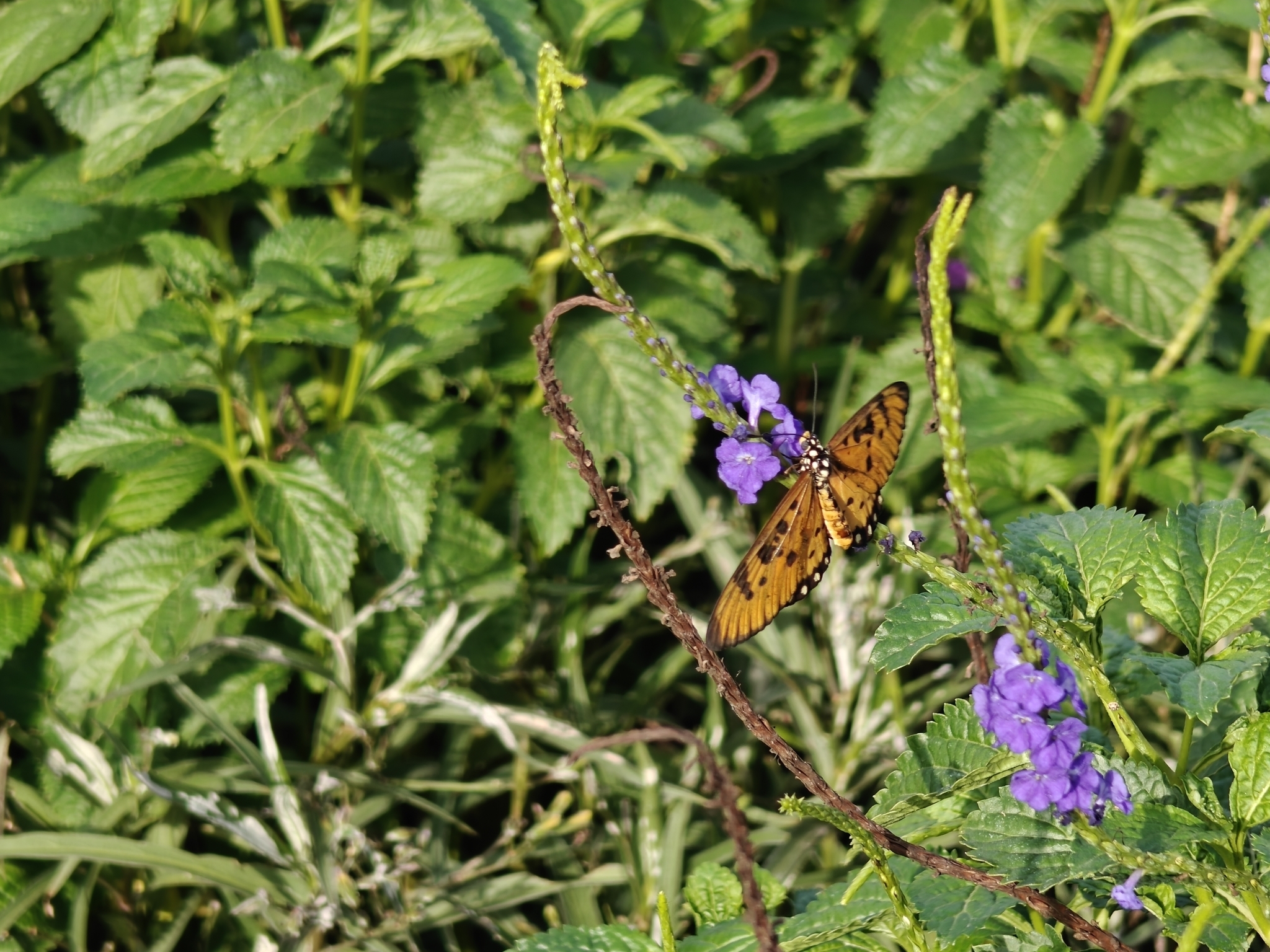 Tawny Coster
