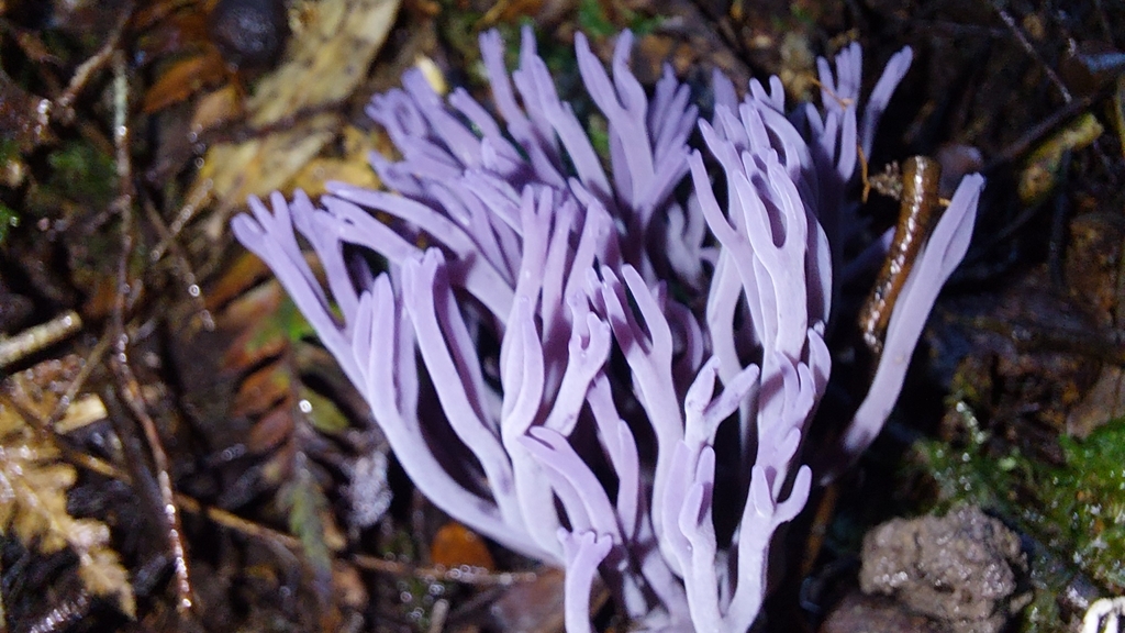 Clavaria lilacina