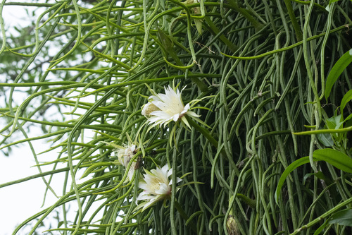 Selenicereus inermis