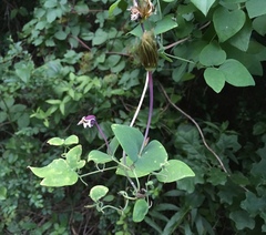 Clematis glaucophylla