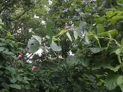 Clematis glaucophylla