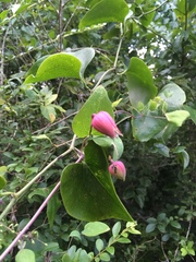 Clematis glaucophylla