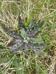 Cirsium esculentum, photograph Ольга Ильина, CC BY, iNaturalist via GBIF