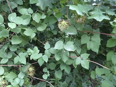 Clematis glaucophylla