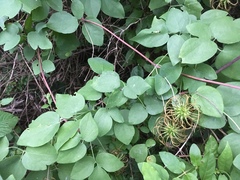 Clematis glaucophylla