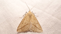 Aspitates gilvaria