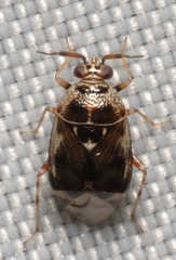 Deraeocoris nebulosus