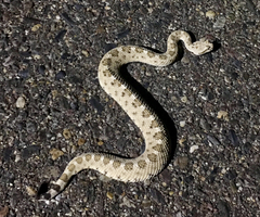 Crotalus cerastes laterorepens