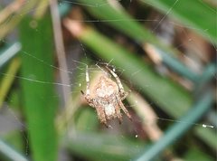 Neoscona menghaiensis