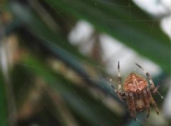 Neoscona menghaiensis