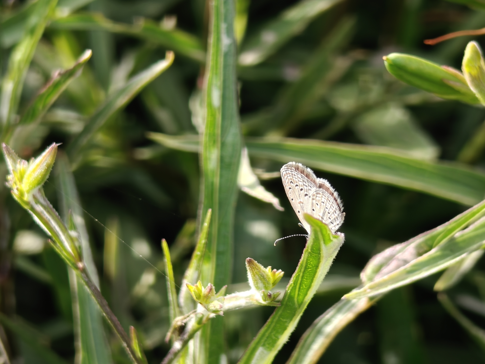 Tiny Grass Blue