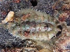 Acanthochitona zelandica