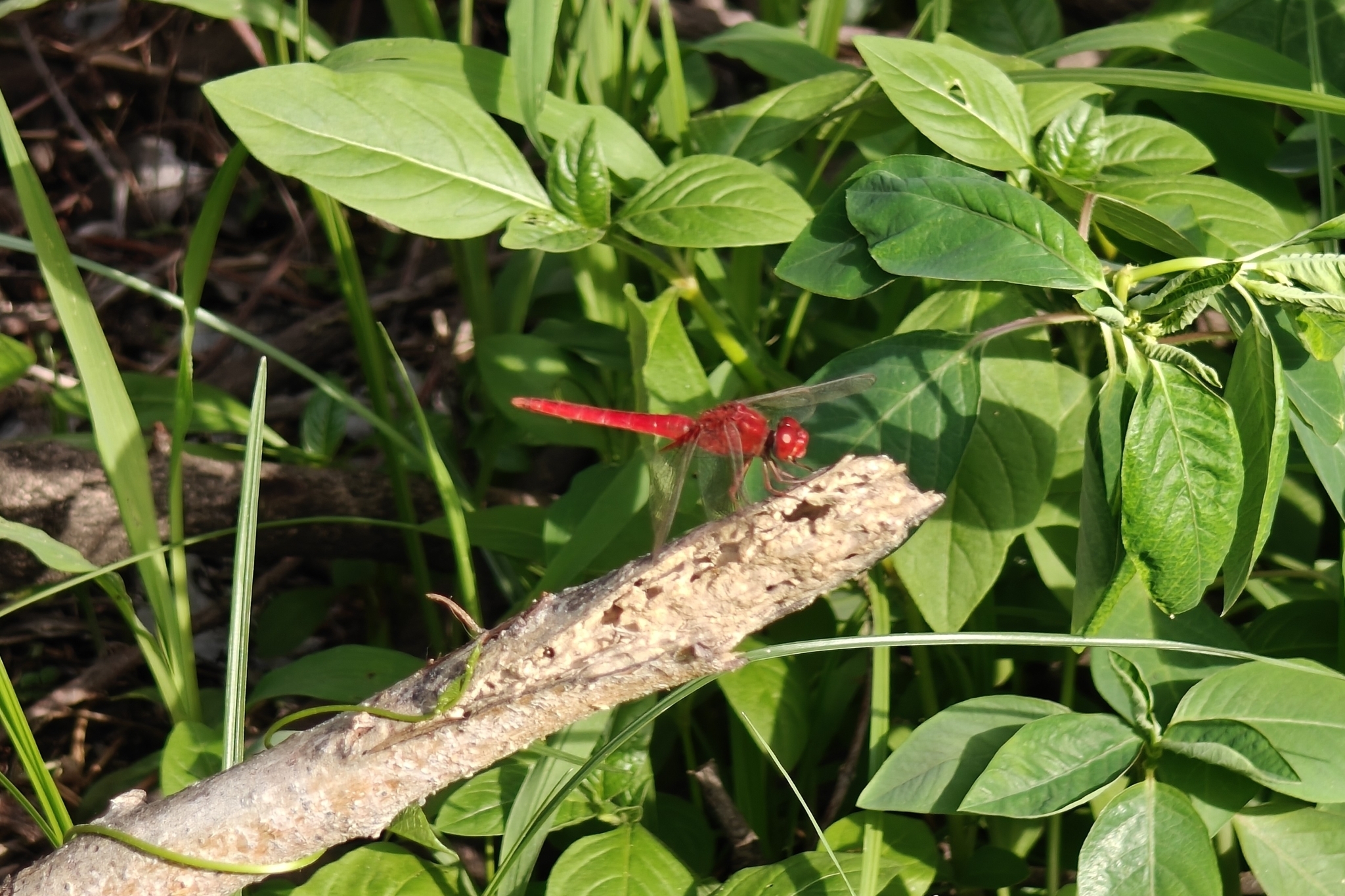 Scarlet Skimmer