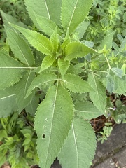 Dipsacus japonicus