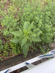 Dipsacus japonicus, photograph (c) Jane Charlen, some rights reserved (CC BY)