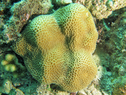 Tombstone Coral