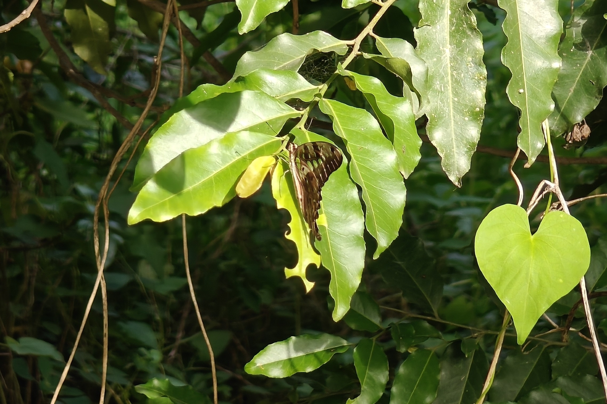 Tailed Jay