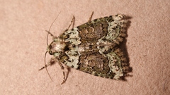 Cryphia pallida