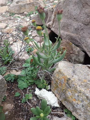 Othonna revoluta
