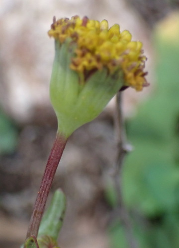 Othonna revoluta