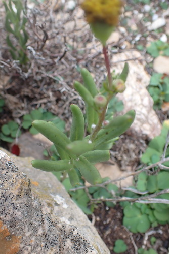 Othonna revoluta