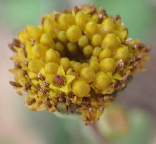 Othonna revoluta