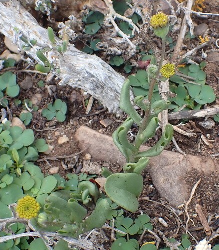 Othonna revoluta