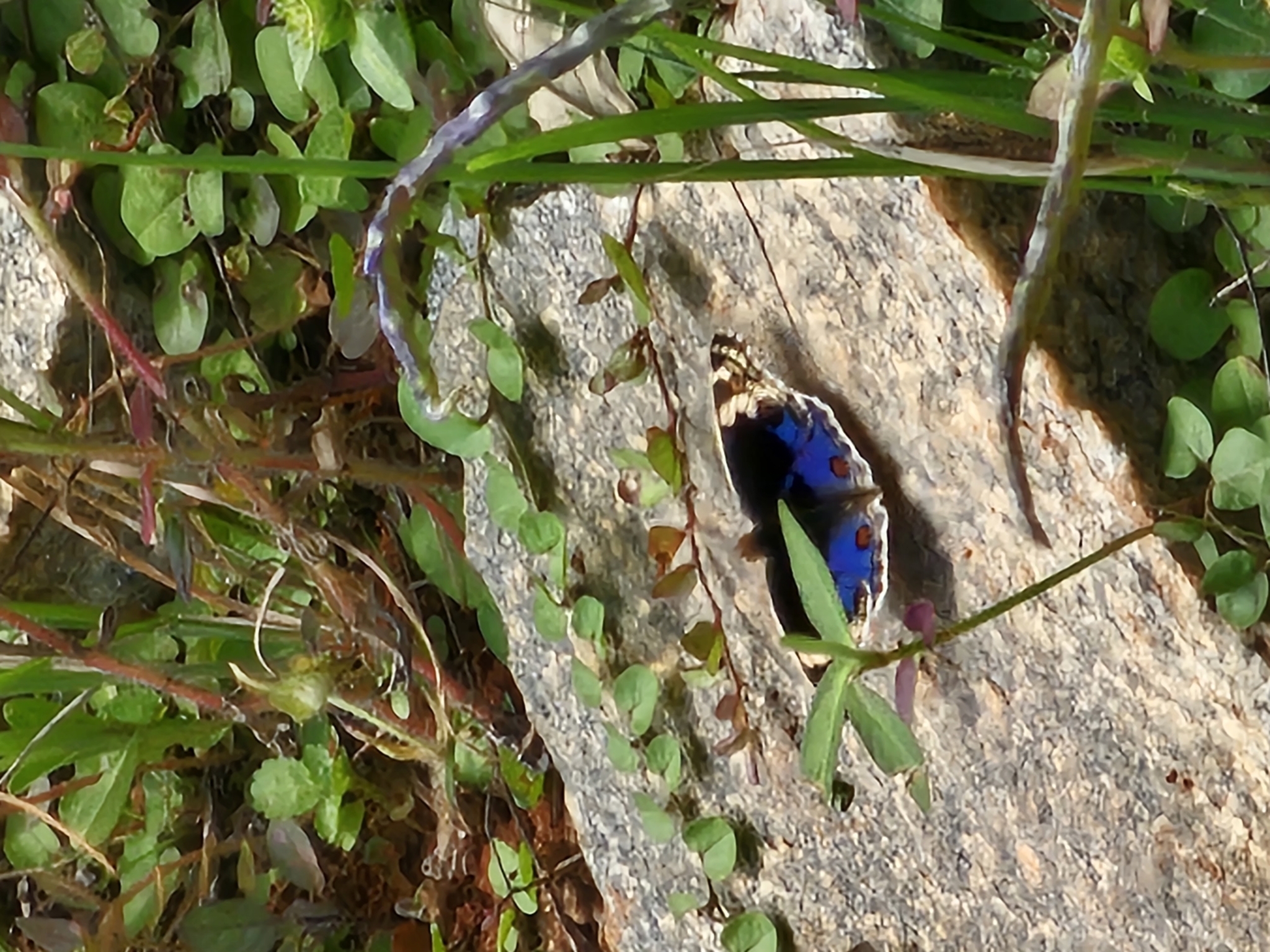 Blue Pansy