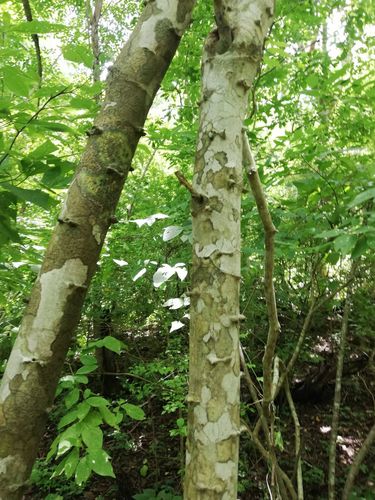 Piptadenia retusa
