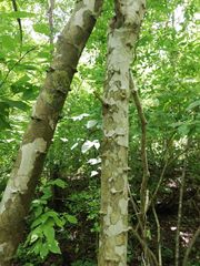 Piptadenia retusa